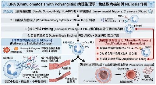 GPA 病理生理學：免疫致病機制與 NETosis 作用流程圖