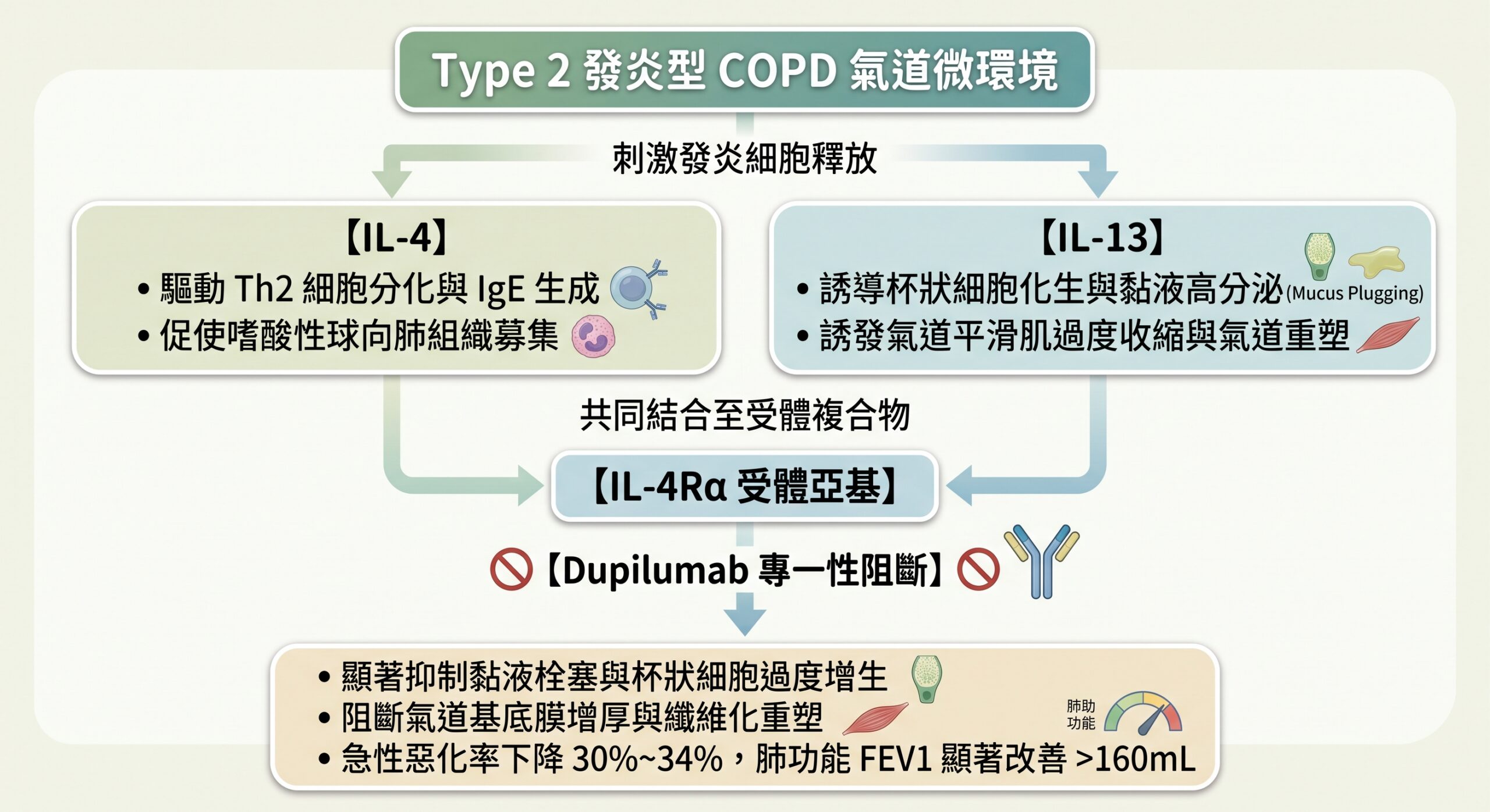 Type 2 Inflammation in COPD & Dupilumab Mechanism