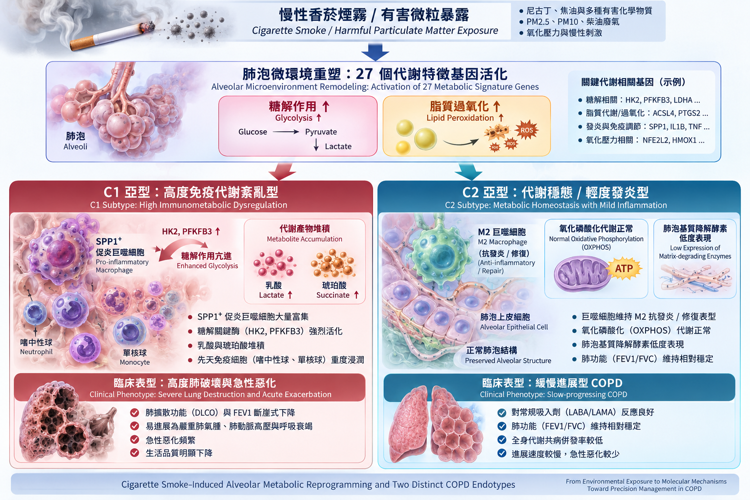 COPD 免疫代謝分型與 SPP1⁺ 巨噬細胞軸心機制