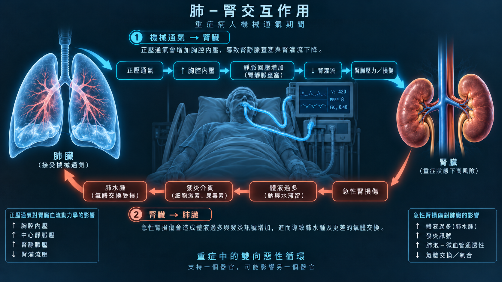 肺 - 腎交互作用與雙向惡性循環機制圖
